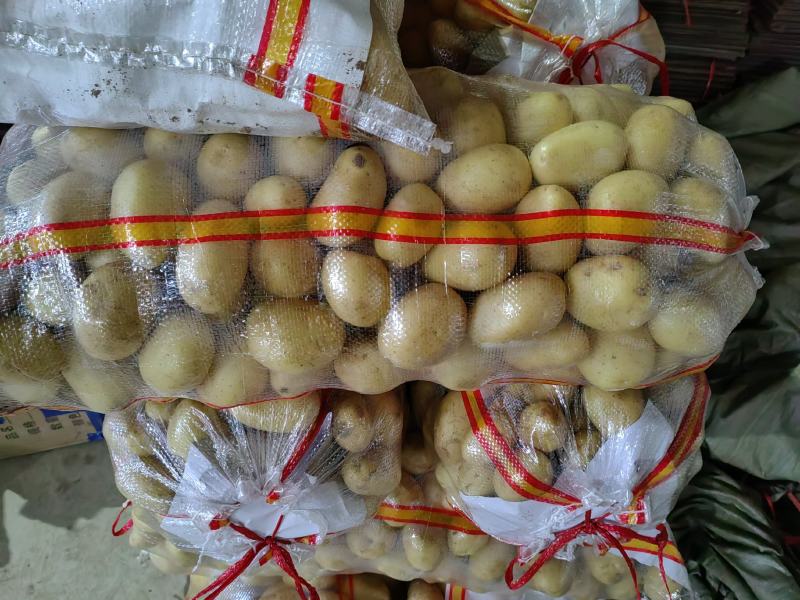2—4两中货土豆热销中