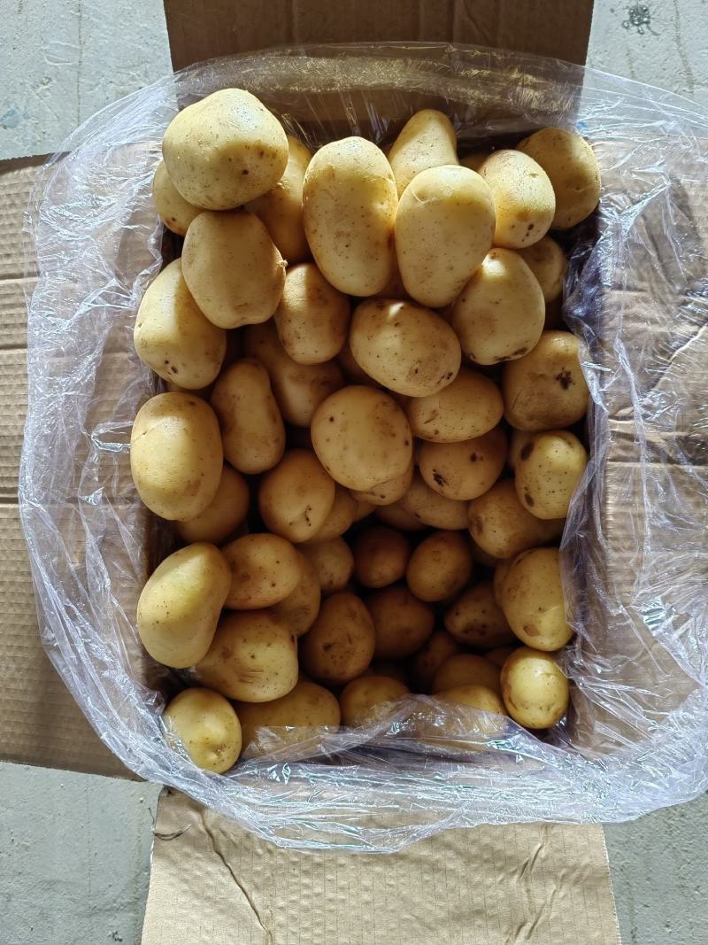 2—4两中货土豆热销中