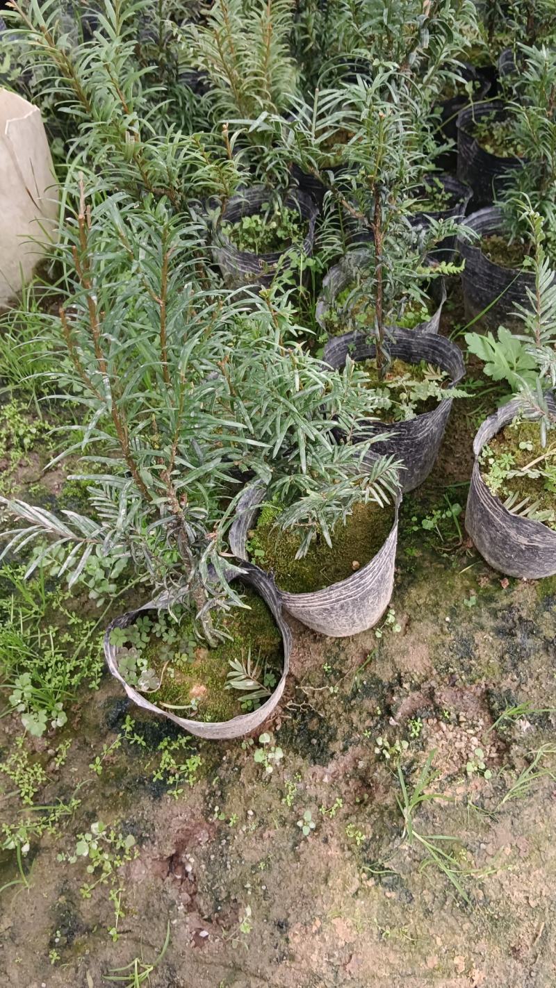 红豆杉盆栽树苗福建省龙岩市漳平永福镇基地种植批发