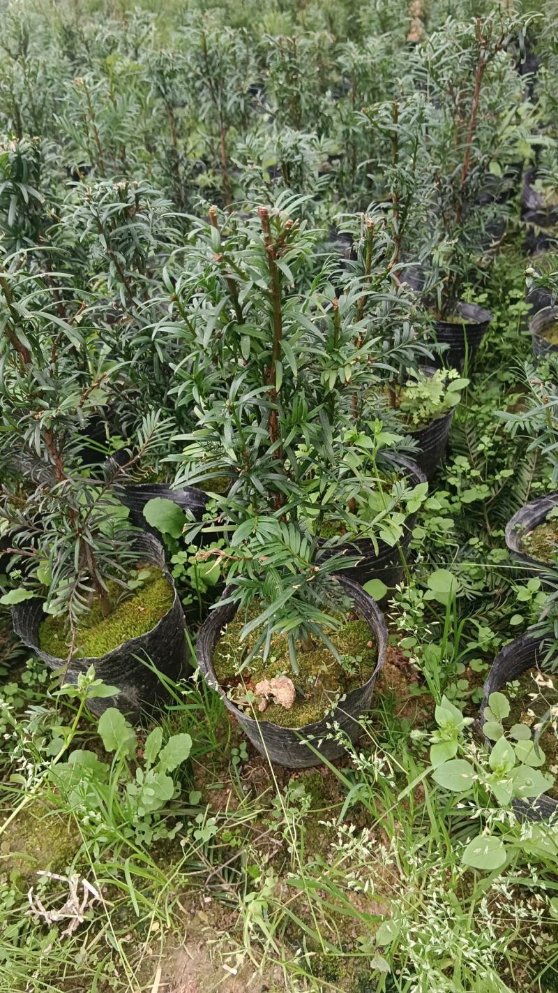 红豆杉盆栽树苗福建省龙岩市漳平永福镇基地种植批发