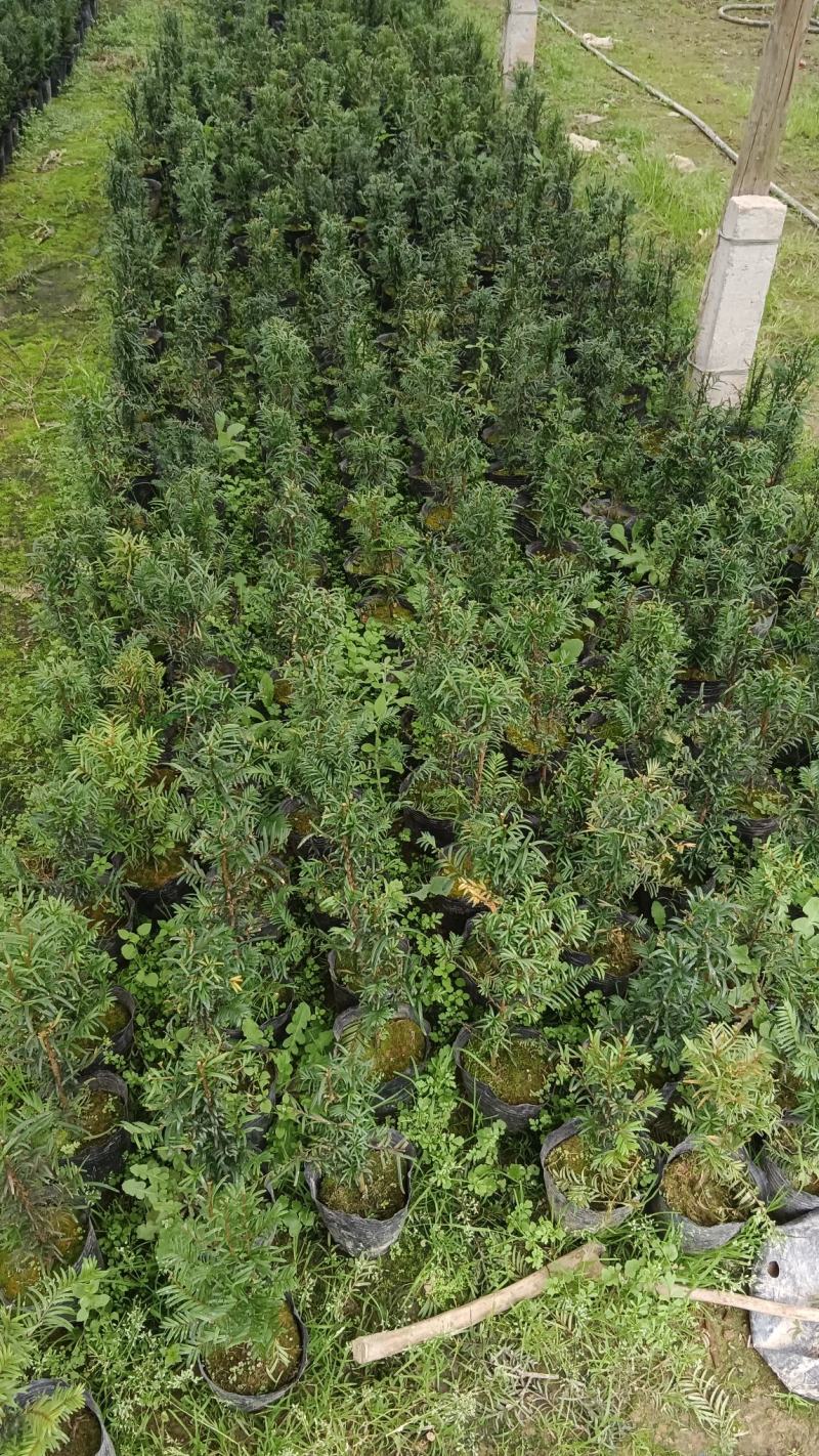 红豆杉盆栽树苗福建省龙岩市漳平永福镇基地种植批发