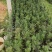 红豆杉盆栽树苗福建省龙岩市漳平永福镇基地种植批发