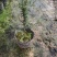 红豆杉盆栽树苗福建省龙岩市漳平永福镇基地种植批发