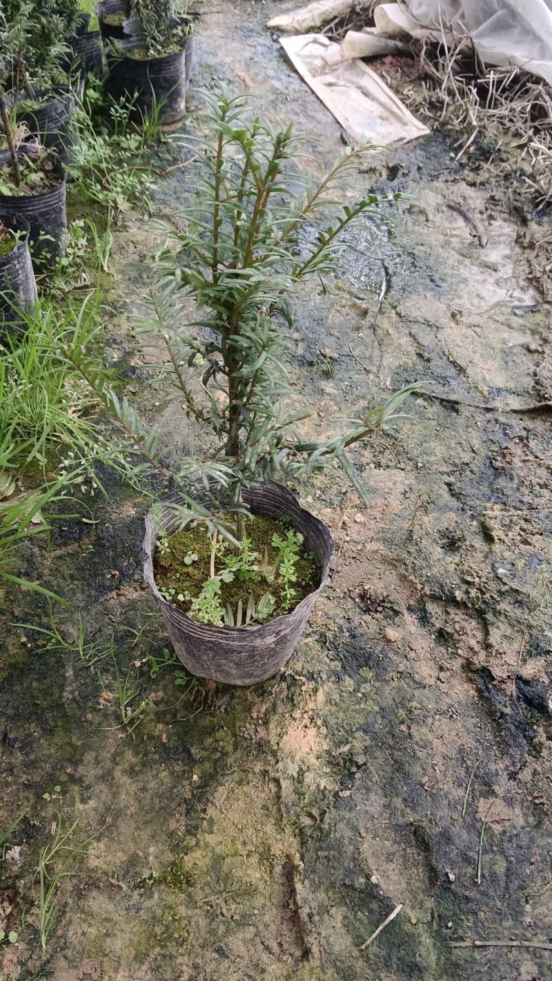 红豆杉盆栽树苗福建省龙岩市漳平永福镇基地种植批发