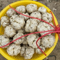 【热销】龙牙鲜百合单个大粒250g-500g