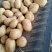 滕州黄皮黄心土豆v7土豆大量供应对接超市可视频看货
