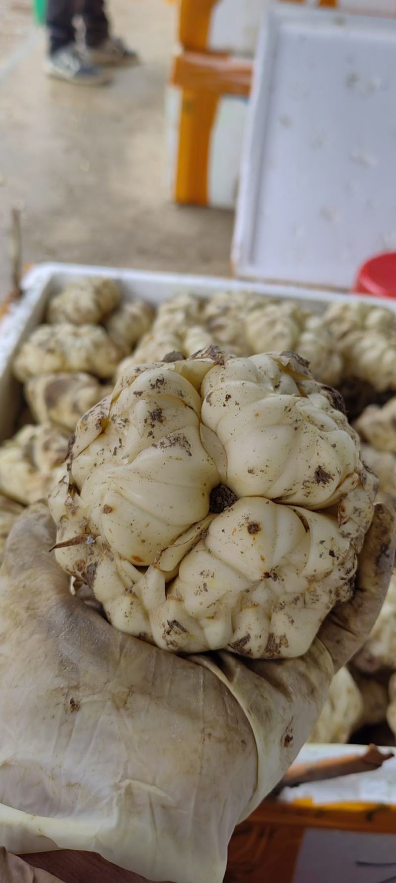 【热销】龙牙鲜百合单个大粒250g-500g