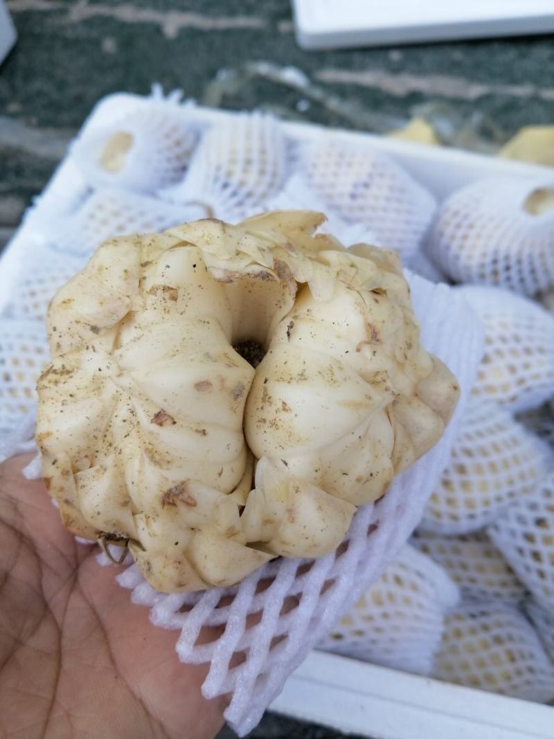 【热销】龙牙鲜百合单个大粒250g-500g