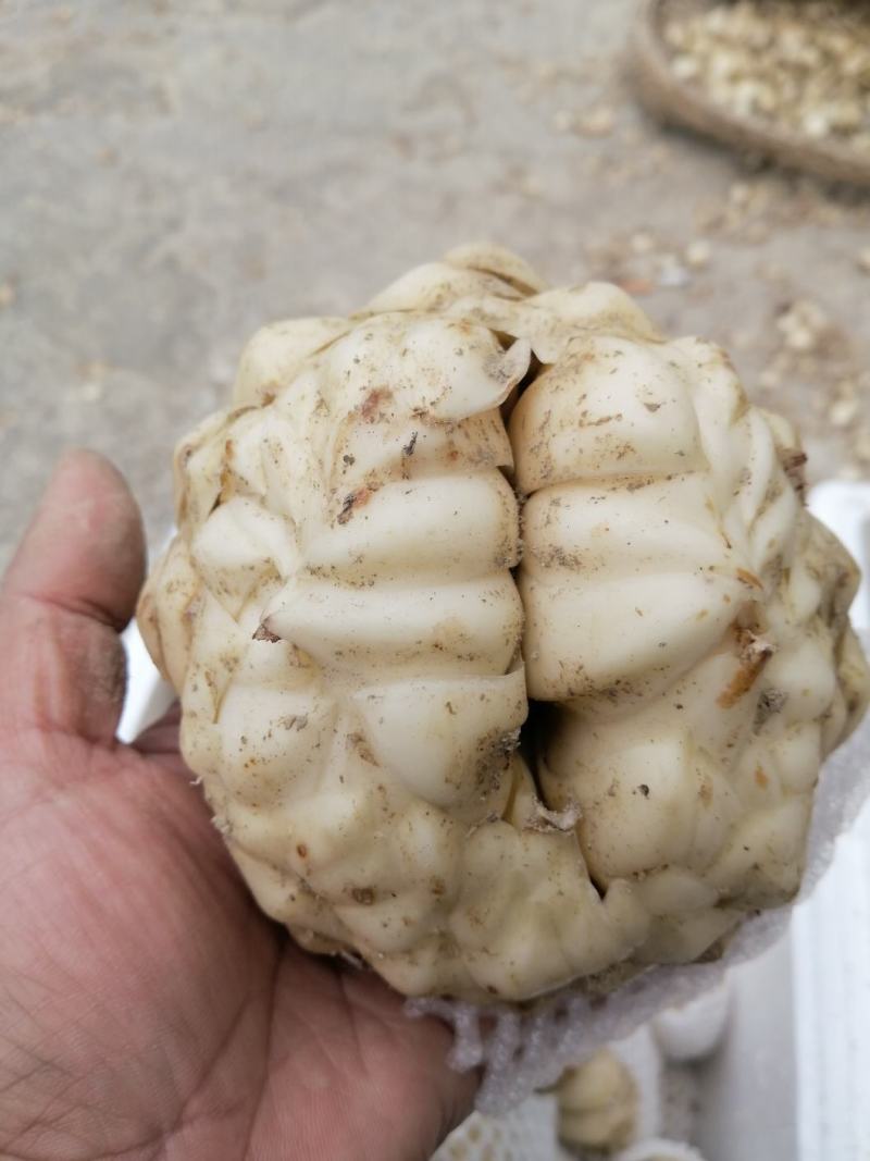 【热销】龙牙鲜百合单个大粒250g-500g