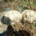 【热销】龙牙鲜百合单个大粒250g-500g