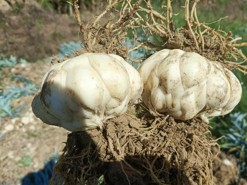 【热销】龙牙鲜百合单个大粒250g-500g