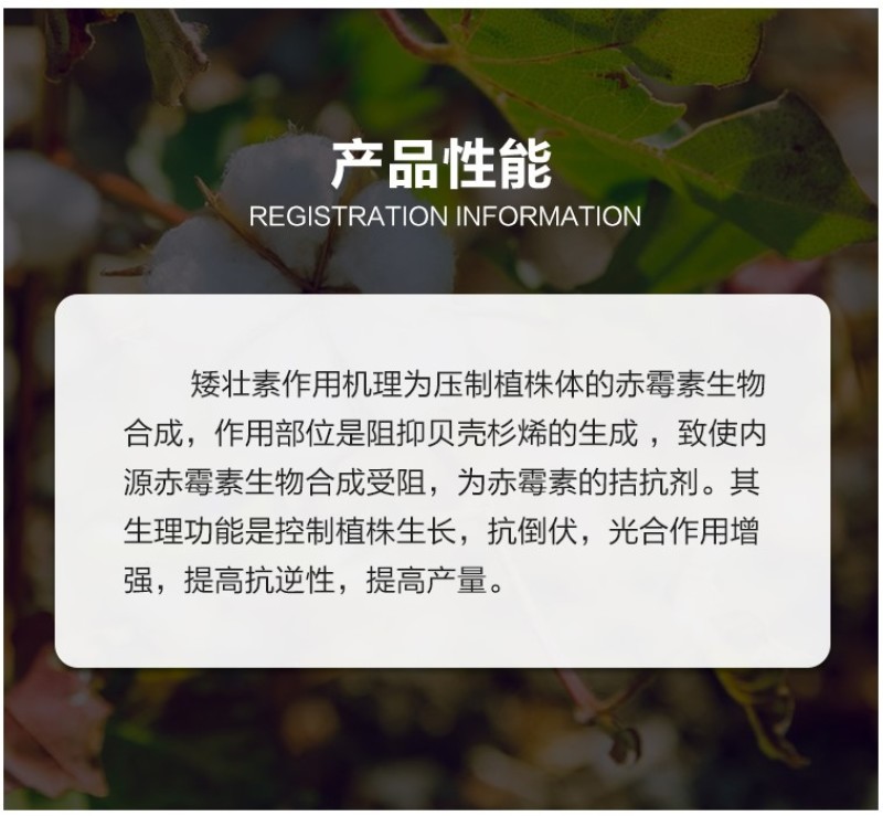 兰月矮健50%矮壮素控旺矮壮助状防徒长矮化植株