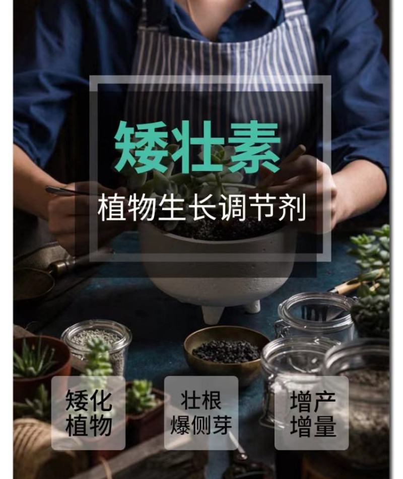 兰月矮健50%矮壮素控旺矮壮助状防徒长矮化植株