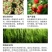 兰月矮健50%矮壮素控旺矮壮助状防徒长矮化植株