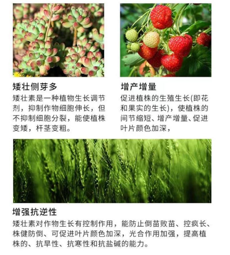 兰月矮健50%矮壮素控旺矮壮助状防徒长矮化植株