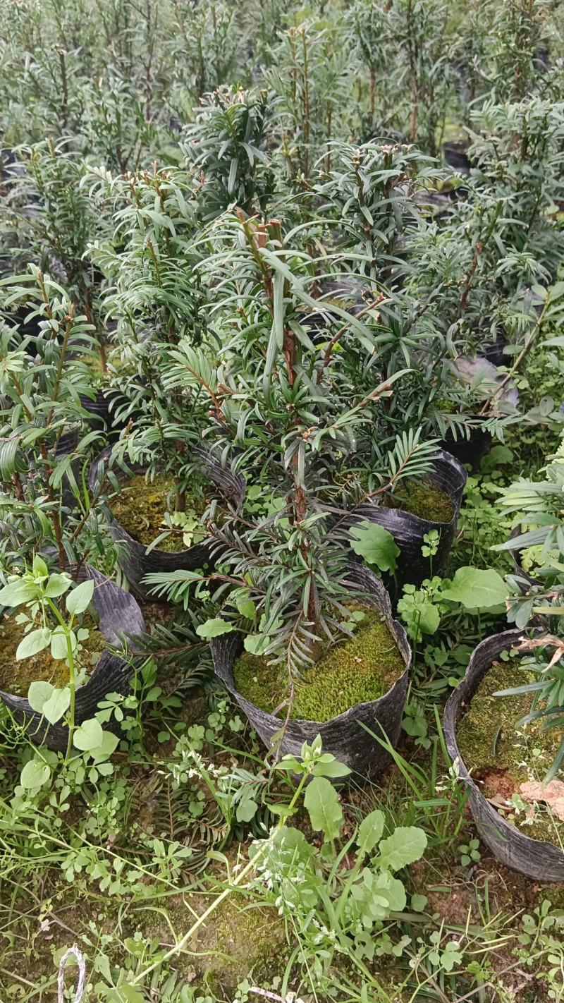 红豆杉盆栽树苗福建省龙岩市漳平永福镇基地种植批发