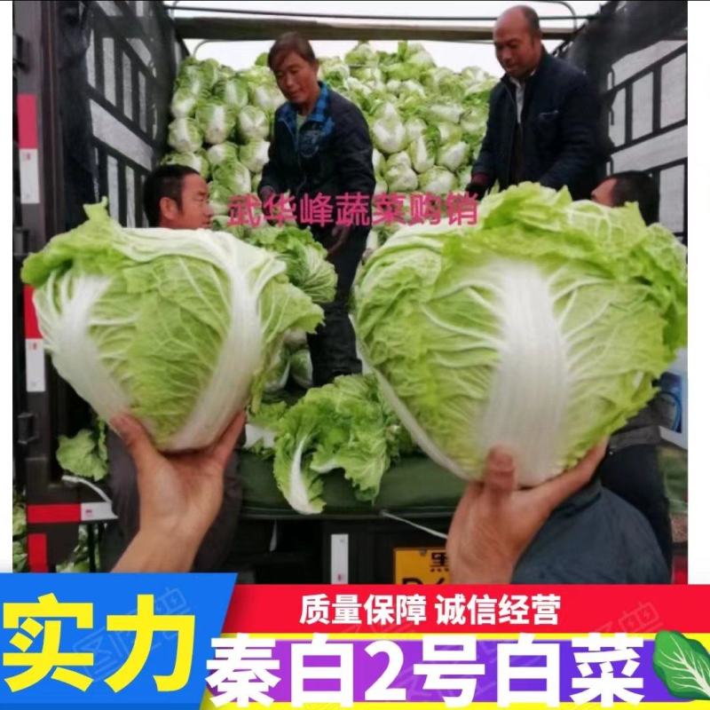 【实力】秦白2号白菜新货上市可散装袋装质量保证