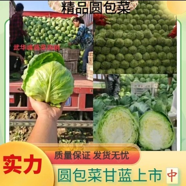 【推荐】山西绿甘蓝圆包菜新货上市可散装袋装保证质量