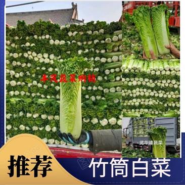 【实力】秋绿60白菜新货大量上市（散装袋装净菜质量精品