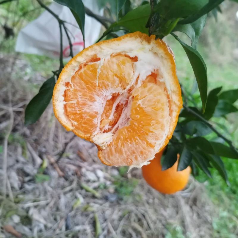 耙耙柑大雅柑