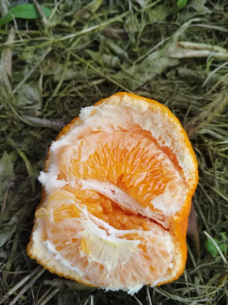 耙耙柑大雅柑