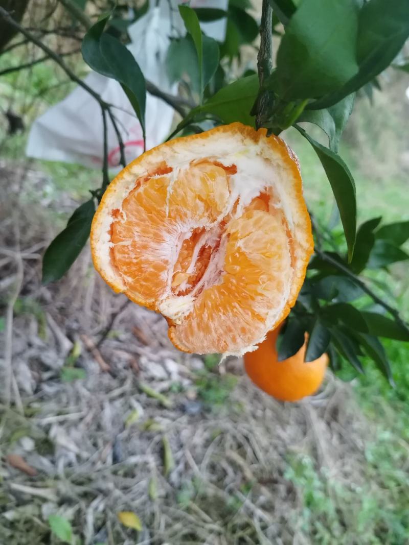 耙耙柑大雅柑