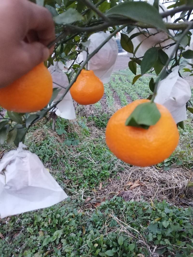 耙耙柑大雅柑