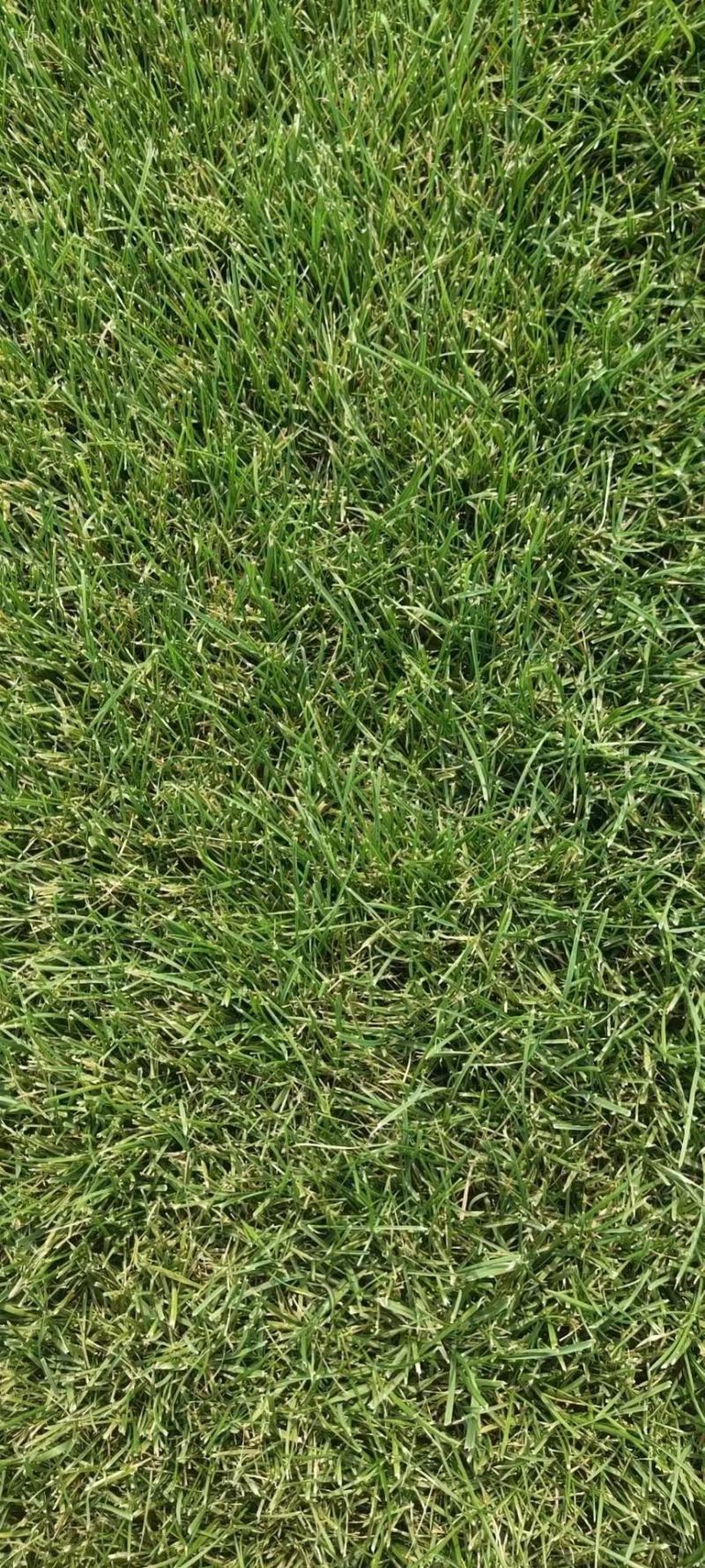 河北高羊茅草皮早熟禾大量供应基地发货可视频看货