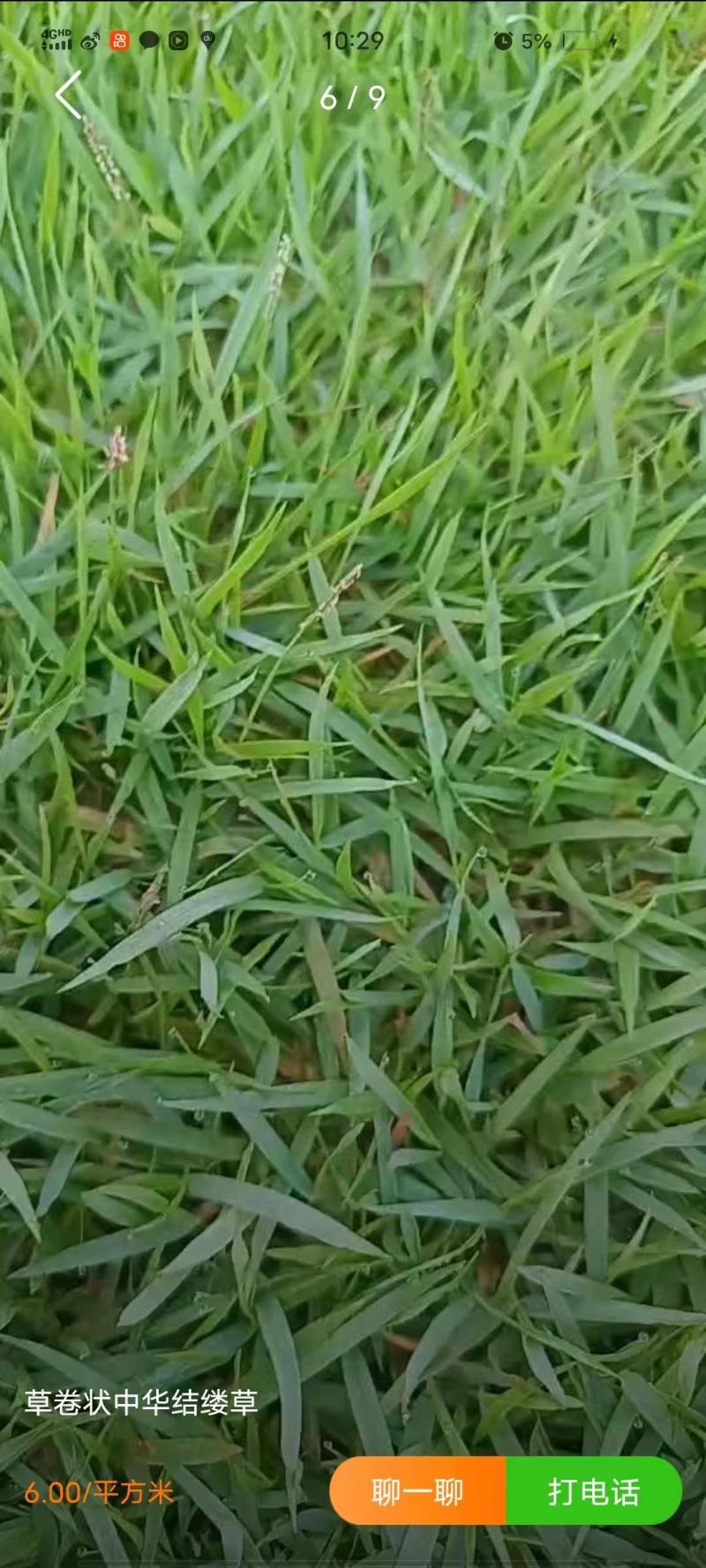 河北高羊茅草皮早熟禾大量供应基地发货可视频看货