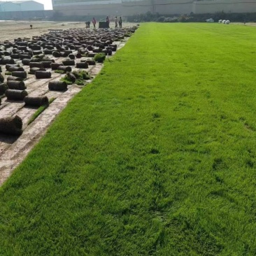 河北高羊茅草皮早熟禾大量供应基地发货可视频看货