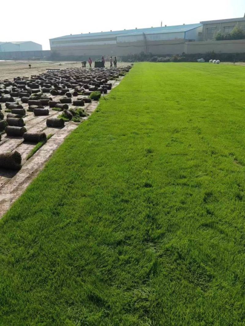 河北高羊茅草皮早熟禾大量供应基地发货可视频看货