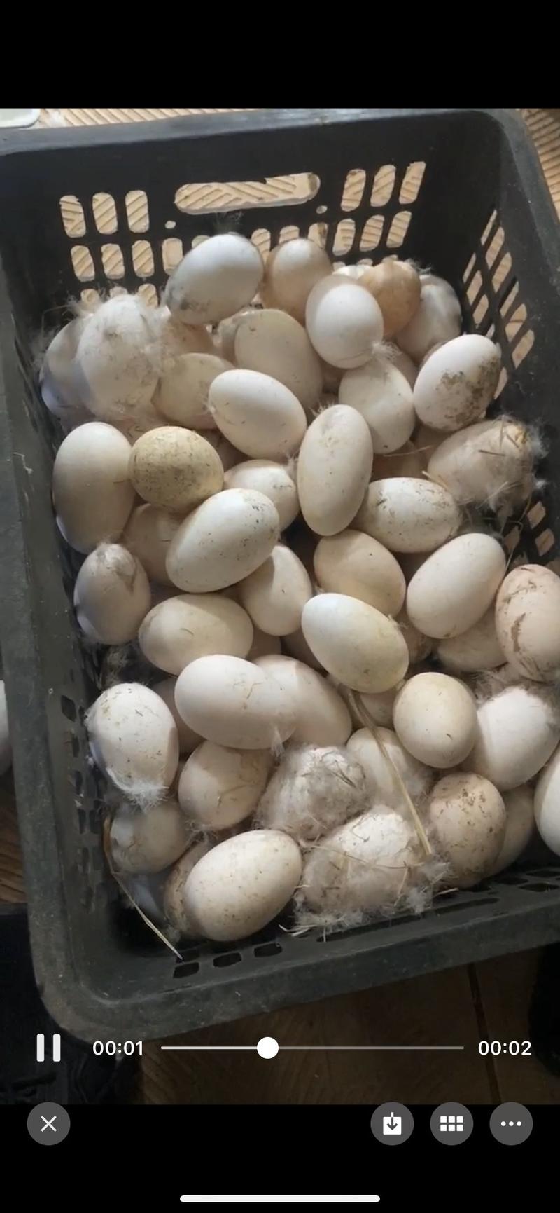 大量2-2.4两新鲜鹅蛋
