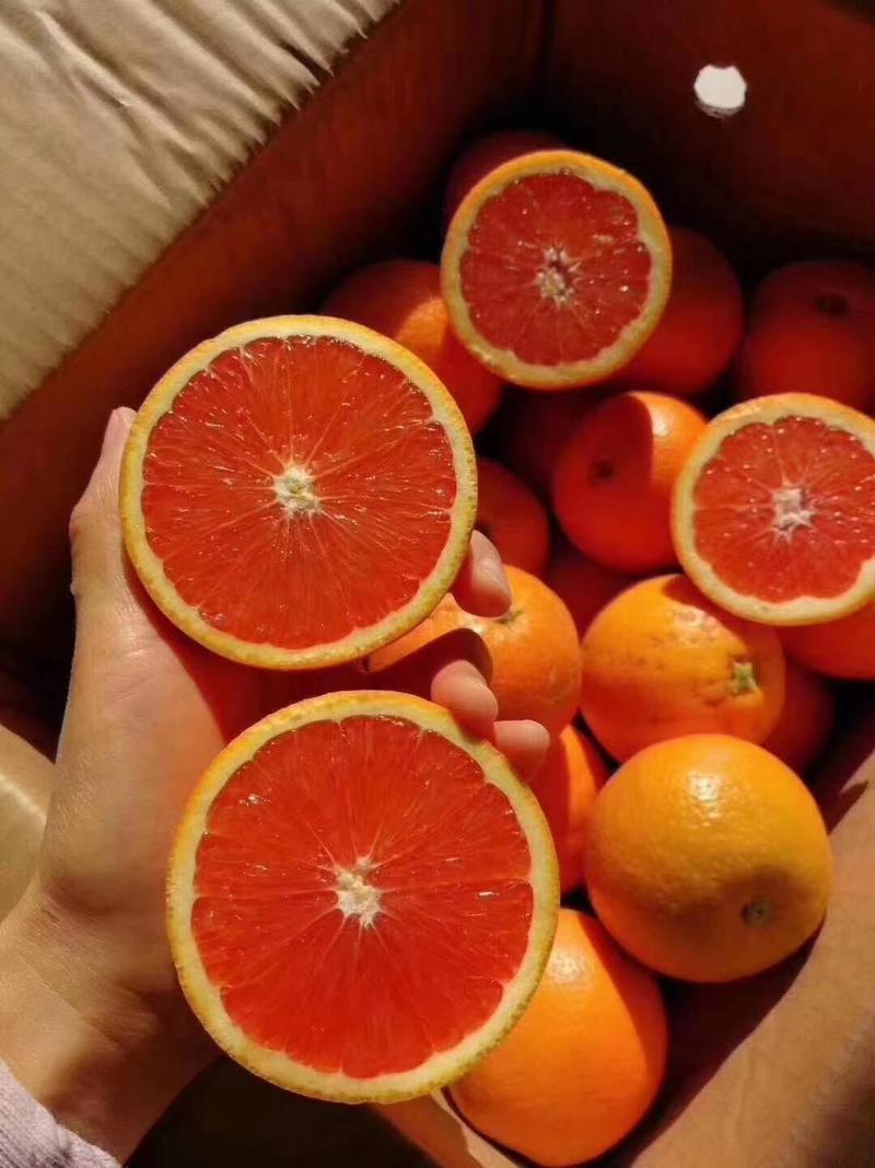 血橙中华红橙基地果园看货现摘挂树鲜橙可视频看货