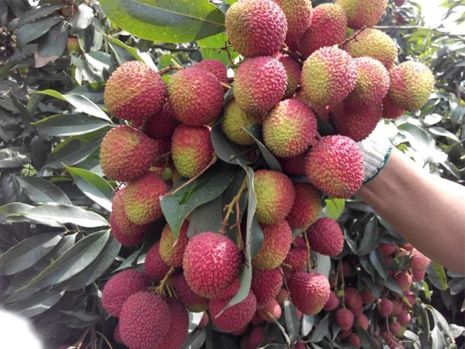 杨贵妃品尝荔枝的历史场景