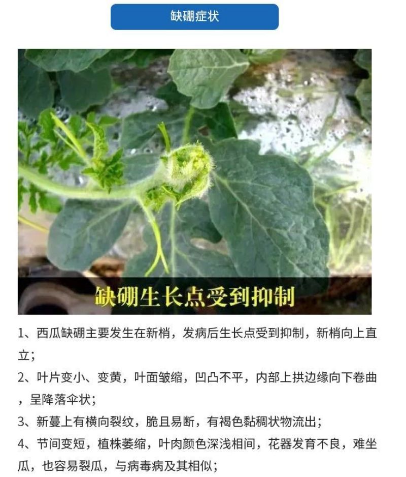 兰月速滋硼硼肥保花保果促进授粉促进花芽分化叶面肥