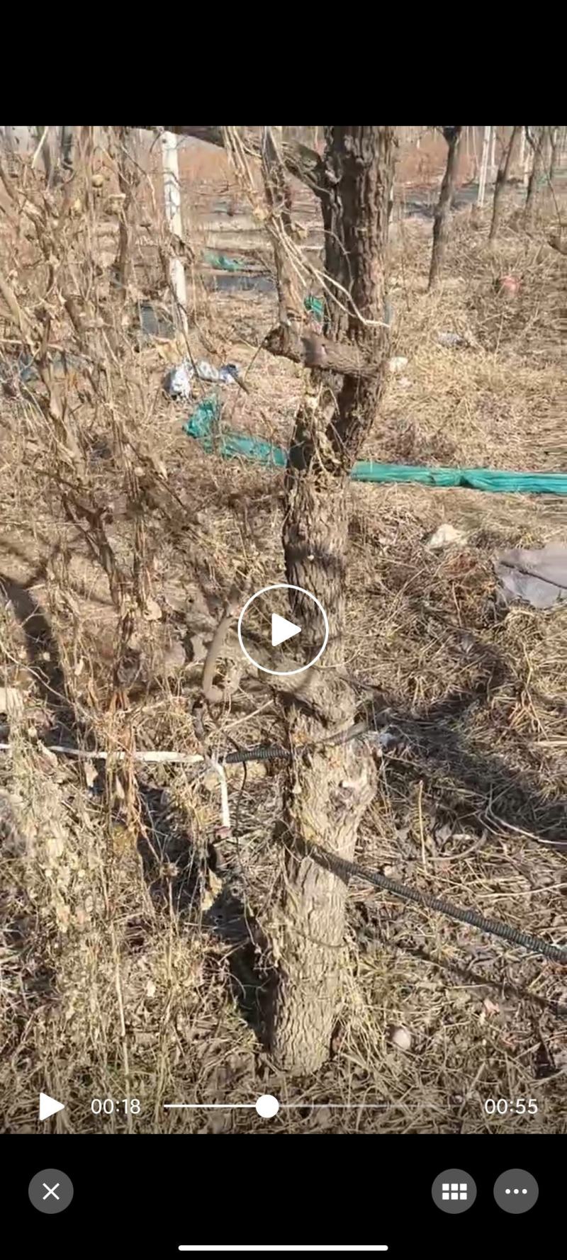 柿树
