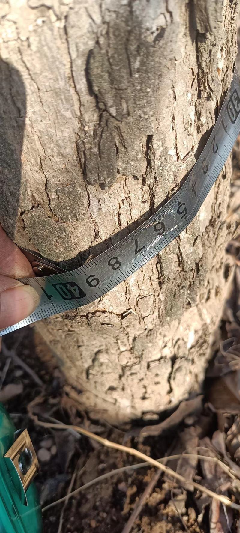 柿树