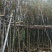 黄花风铃木