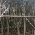 黄花风铃木