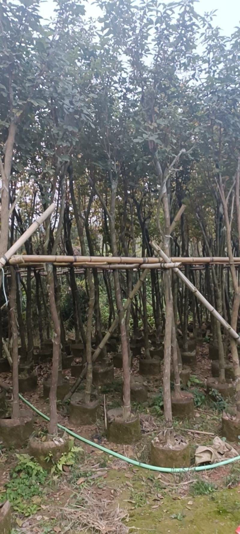 黄花风铃木