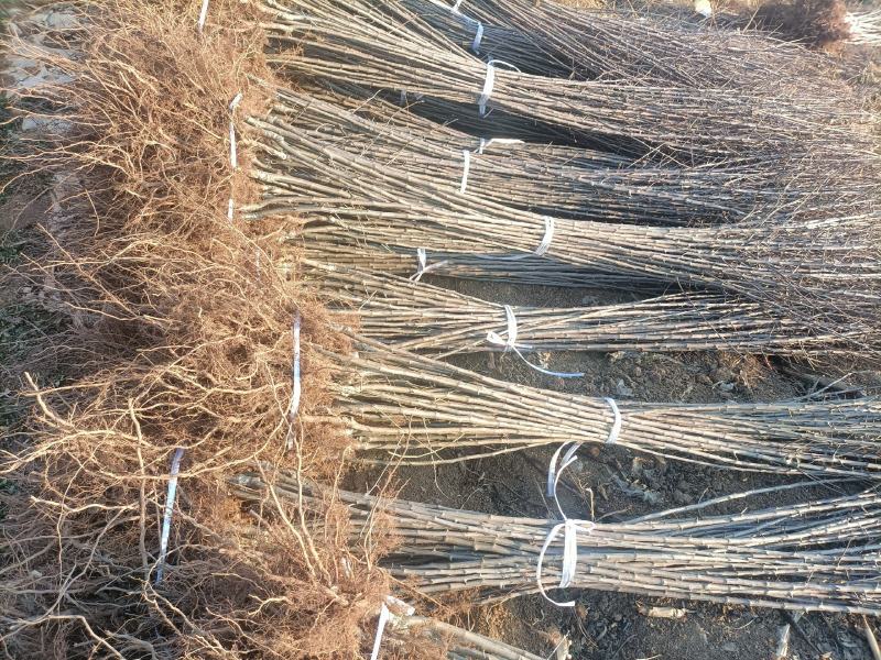 冰糖心苹果树苗，常年培育各种早中晚熟优质品种苹果树苗