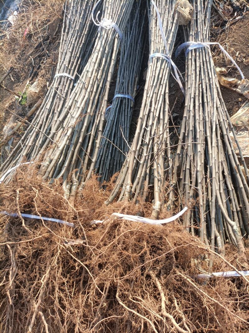 冰糖心苹果树苗，常年培育各种早中晚熟优质品种苹果树苗