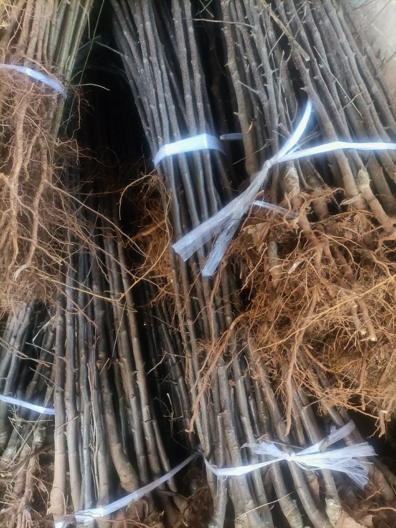 冰糖心苹果树苗，常年培育各种早中晚熟优质品种苹果树苗