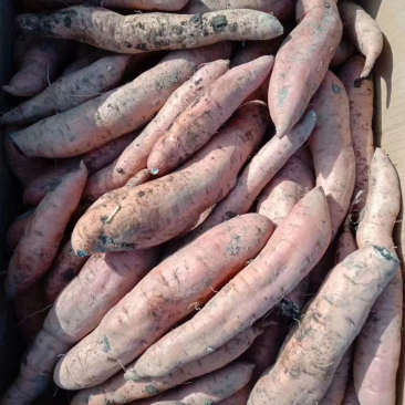 富硒冰糖心，薯肉软糯绵密，皮薄如纸，细腻无筋