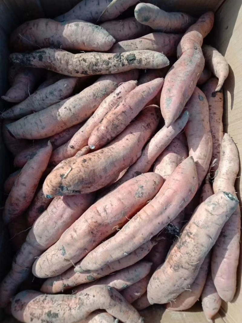 富硒冰糖心，薯肉软糯绵密，皮薄如纸，细腻无筋
