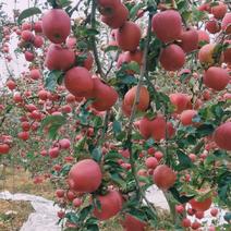 冰糖心苹果树苗，常年培育各种早中晚熟优质品种苹果树苗