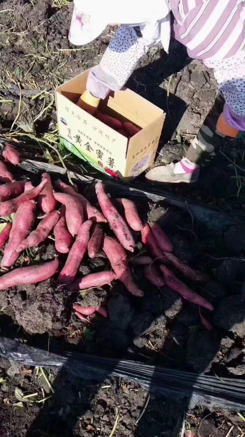 富硒黑土地黄金蜜薯，有型，有量，有口感