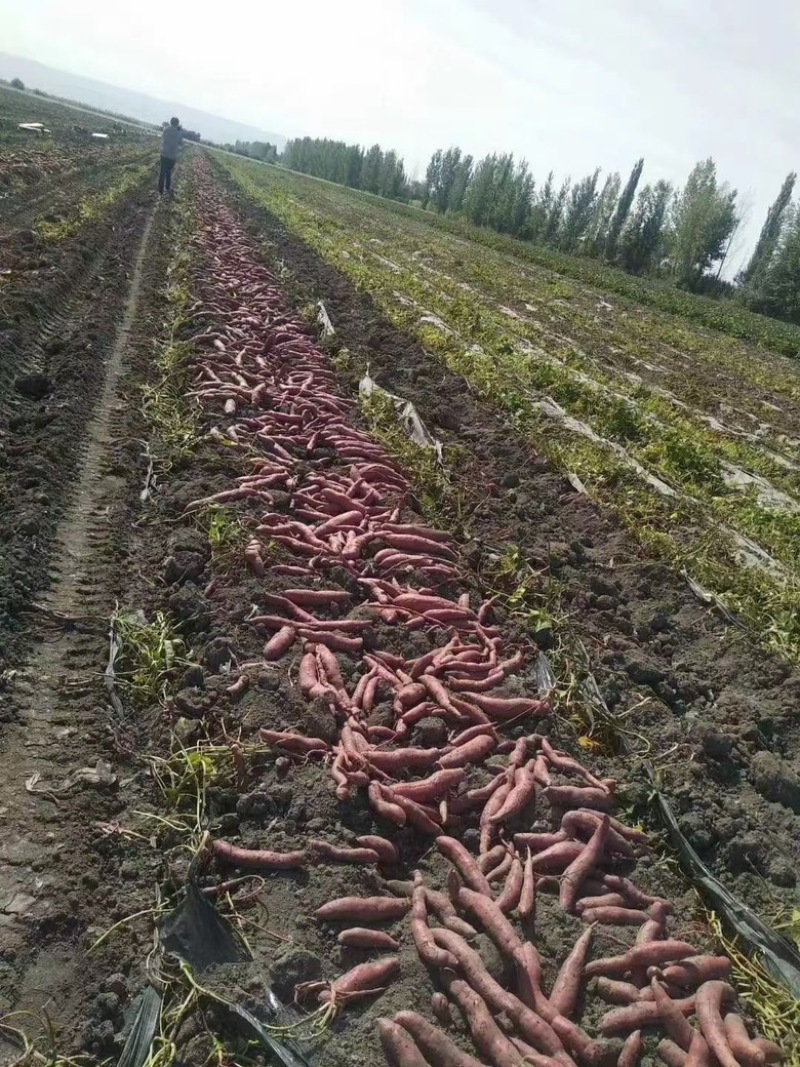 富硒黑土地黄金蜜薯，有型，有量，有口感