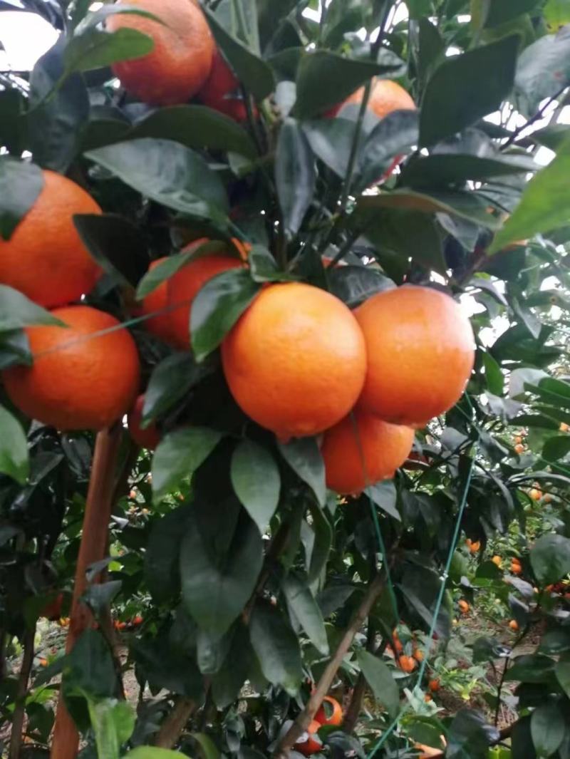 桂林沃柑，果面干净的电商果，市场对接，食品工厂炸汁原料