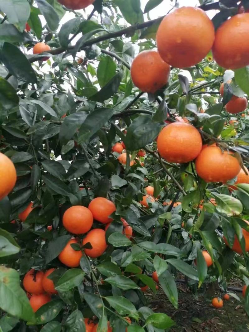 桂林沃柑，果面干净的电商果，市场对接，食品工厂炸汁原料